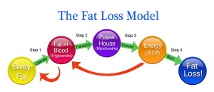 The Fat Loss Model